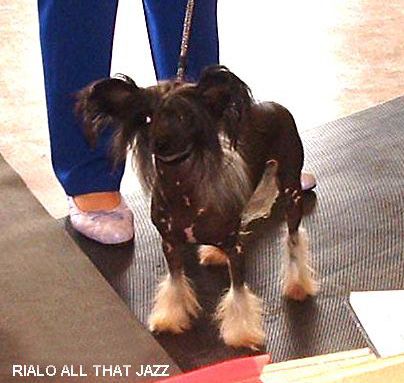 Rialo All That Jazzz