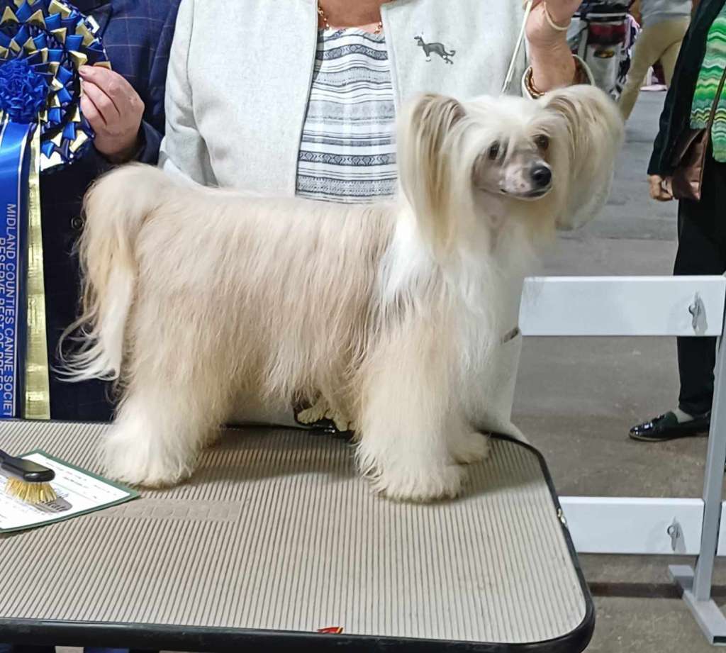 Parcauwen Perfect Edition by Cheeswood