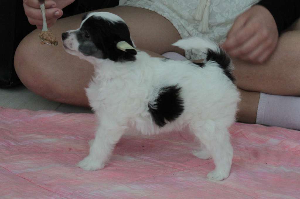 Allegranden Dame Blanche