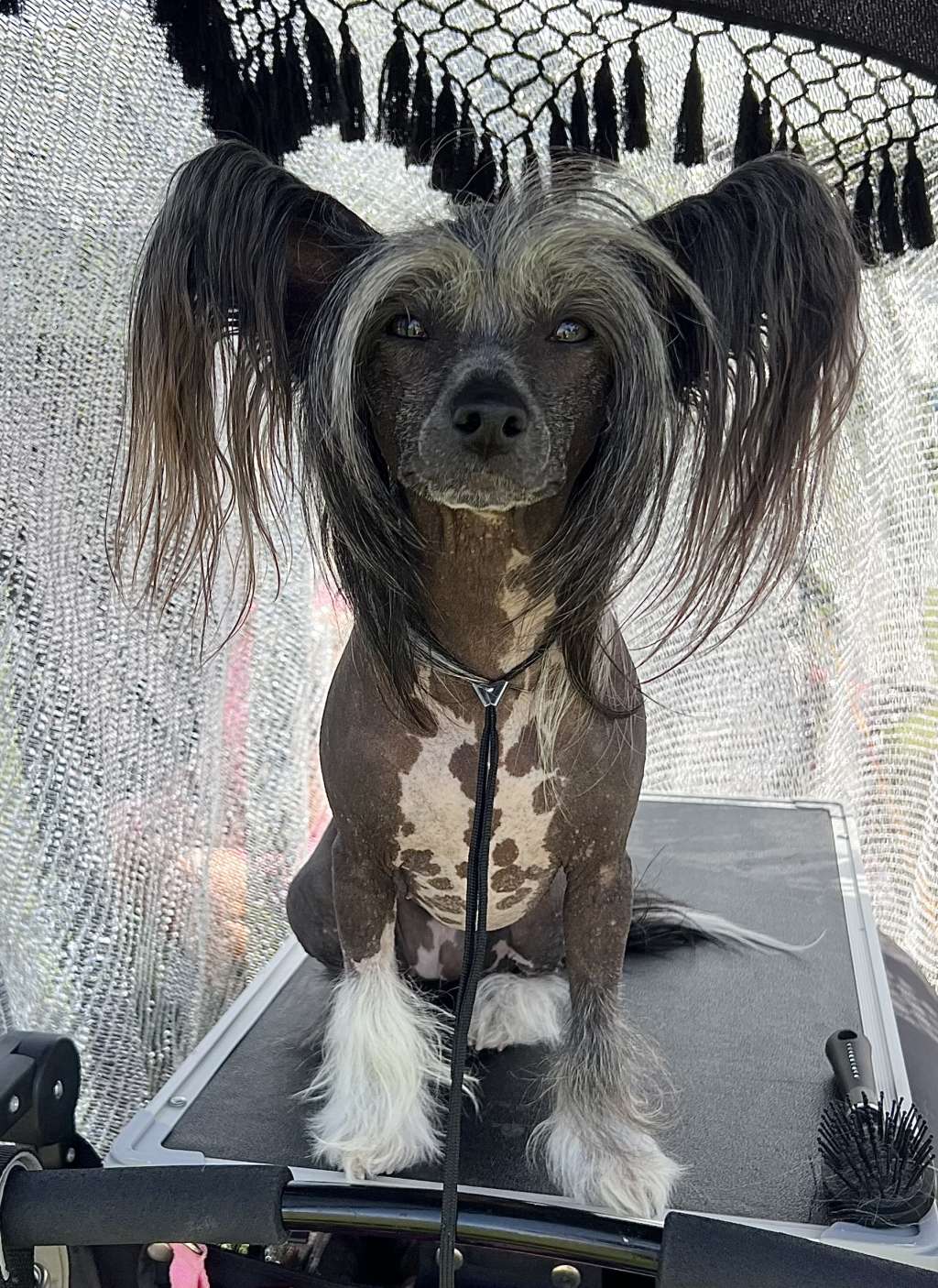 Adorable Ms Cidra by Naked Bubbles