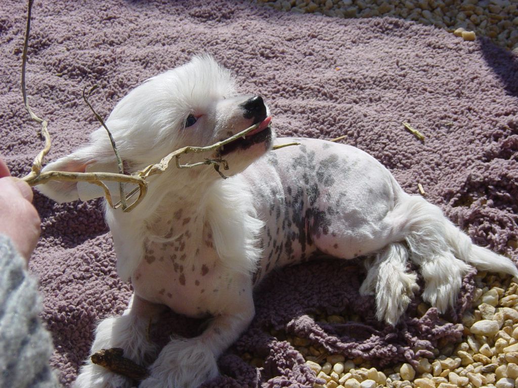 Taï Mandchou's Ding Liu