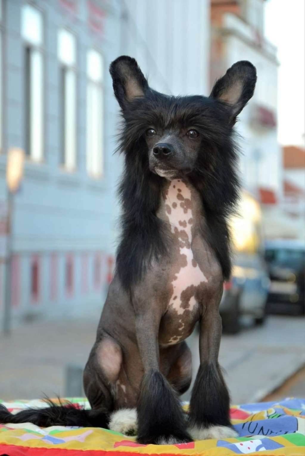 Wyn Jackson de Lybóriu's Legacy