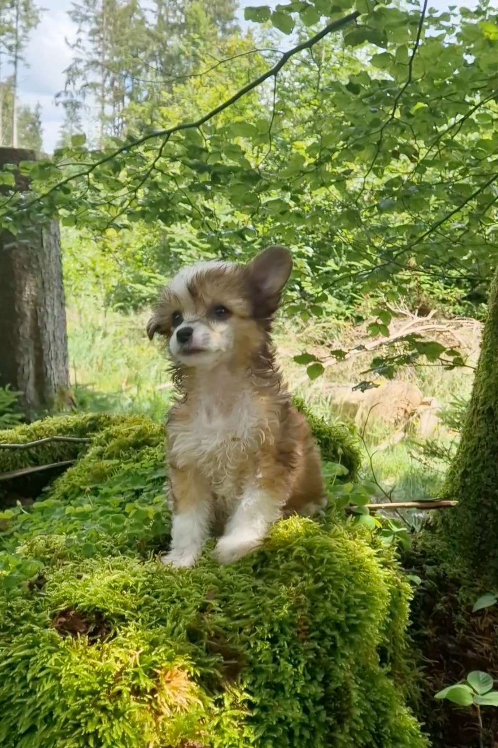 Riddle Merope von Natelberg