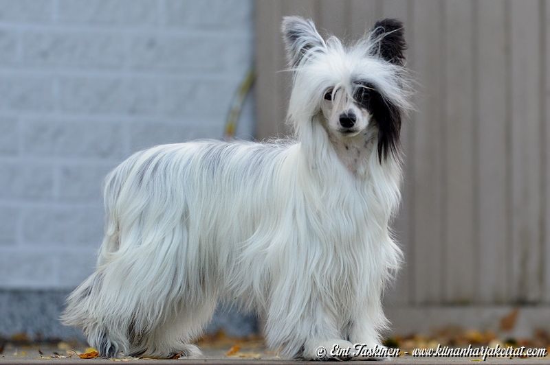 Tippytoes In Fine Feather