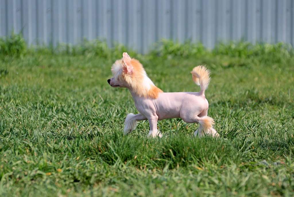 Legenda Iz Vishnyovogo Sada