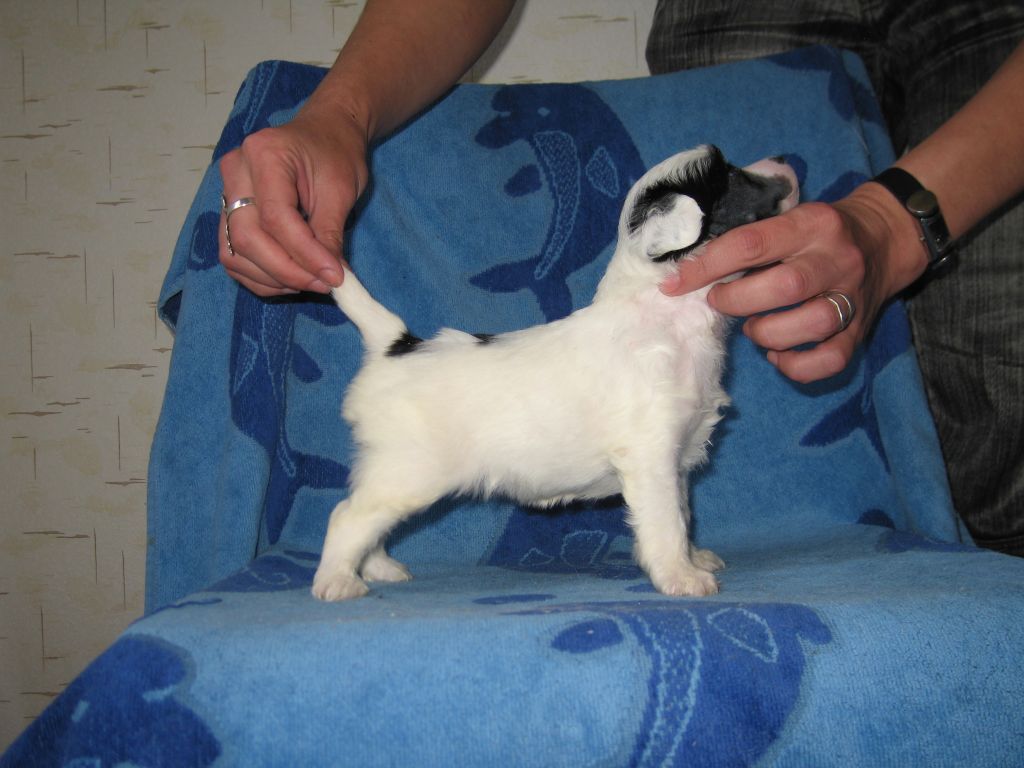 Apriori Vip Beatriche