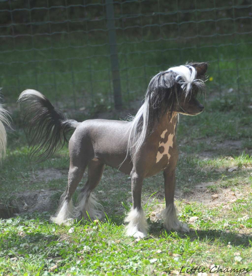 Saqqarah Little Champs