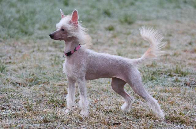 Angel Heart vom Bayrischen Meer