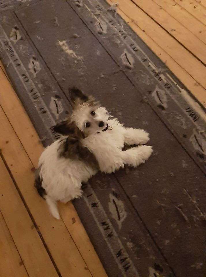 Proud Pony Voice of Love