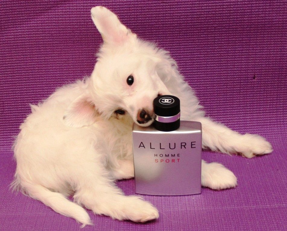 Zholesk Dreaming White Angel