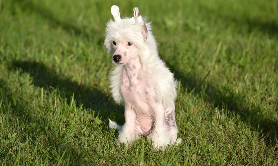 Intelligent ot Volnogo Psa