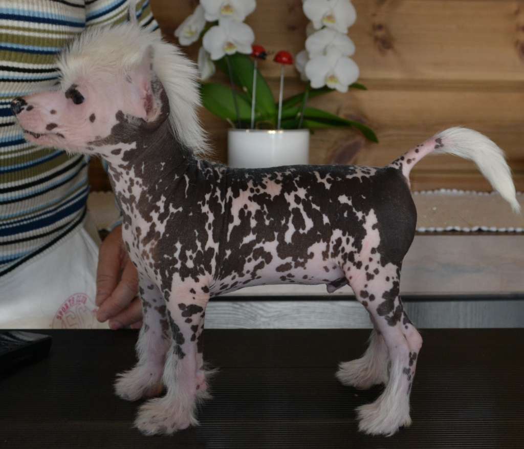 Aqua Lion's Alv Elli's 1