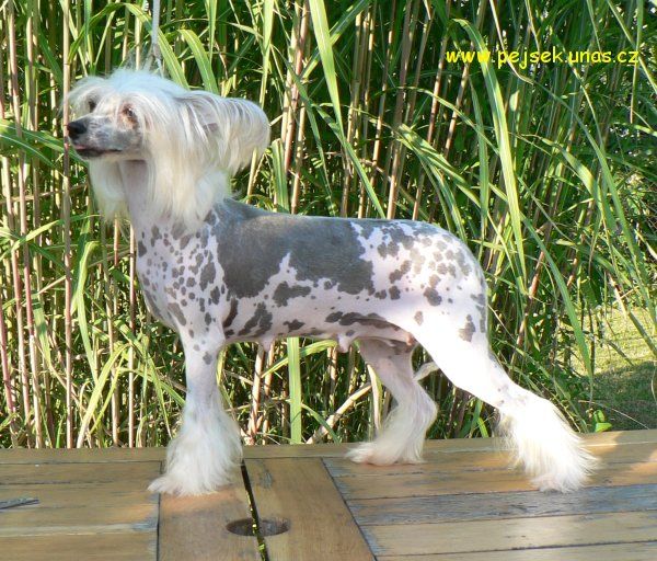 Fata Morgana Slezský sen