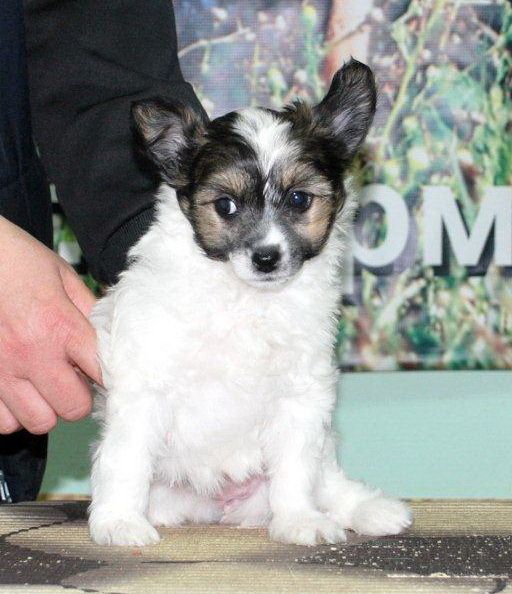 Ins Lucky Star Ofelia