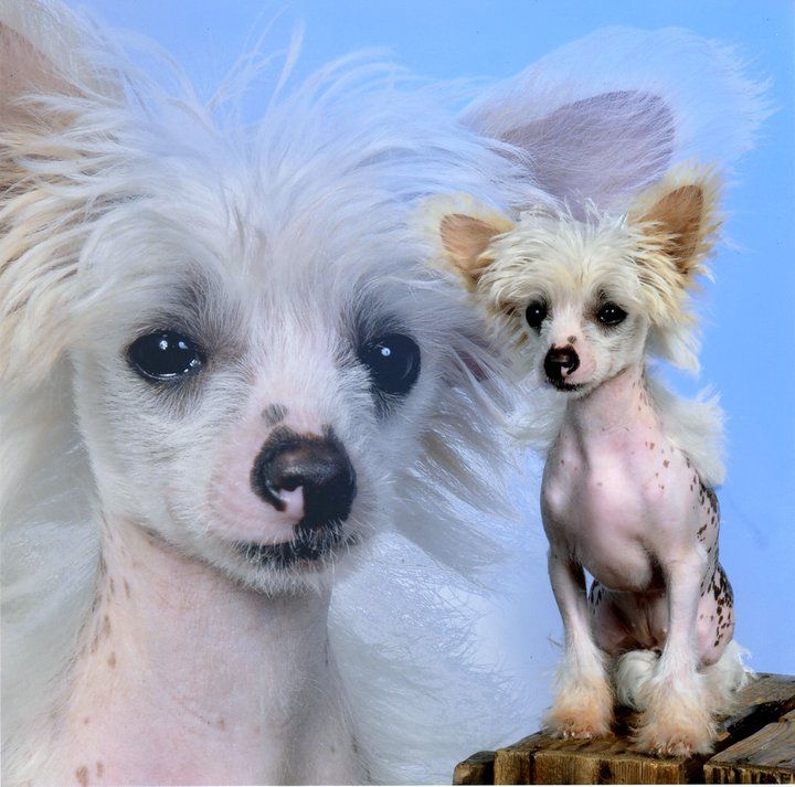 Golden Eyes of Roxy's Pride