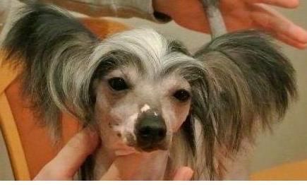 Kultatuulen Walesin Prinsessa