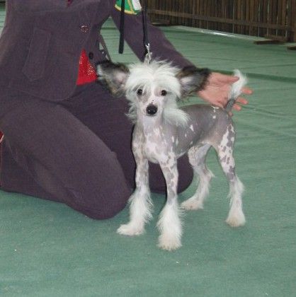 Indigo Swallow Avokaduh