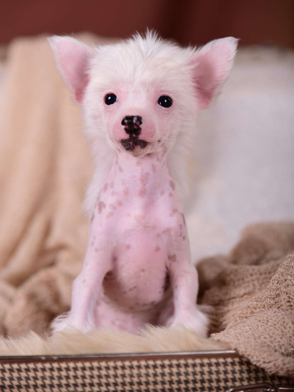 Merida von Natelberg