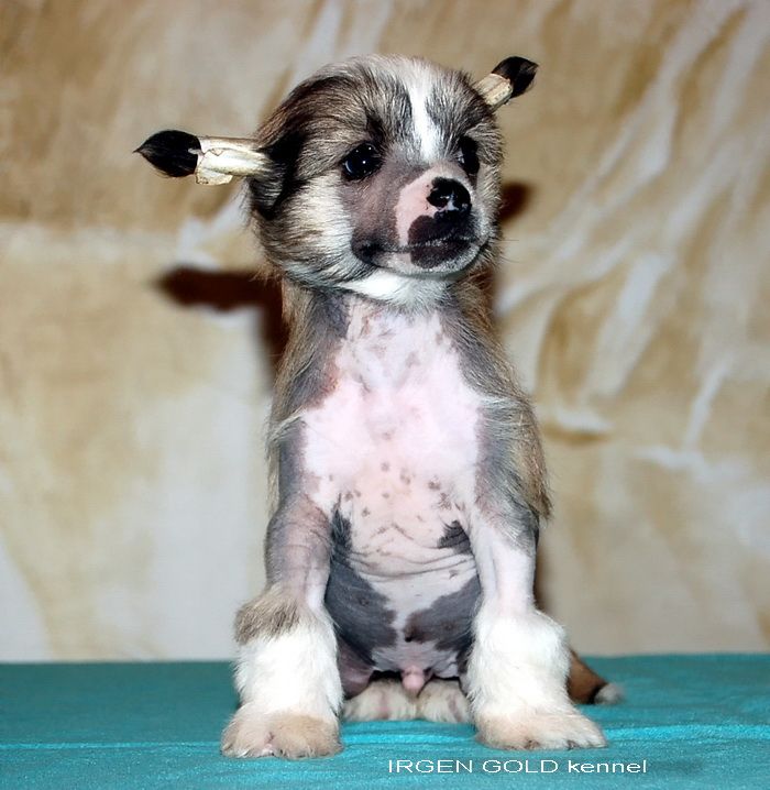 Irgen Gold   Mikki Rurke