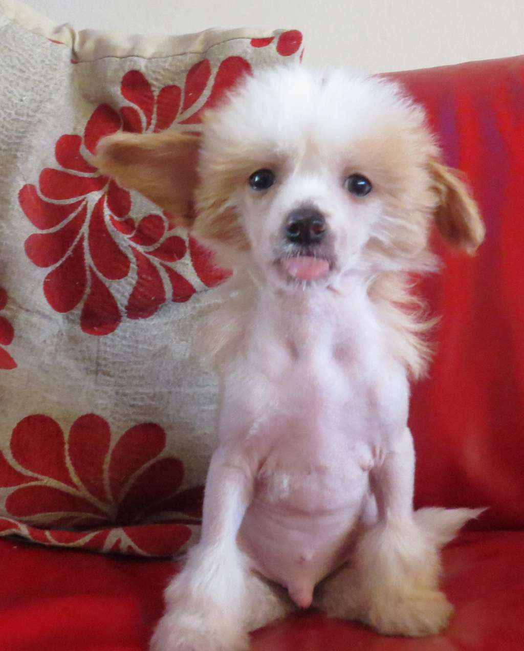 Ynchreenoo El Presidente