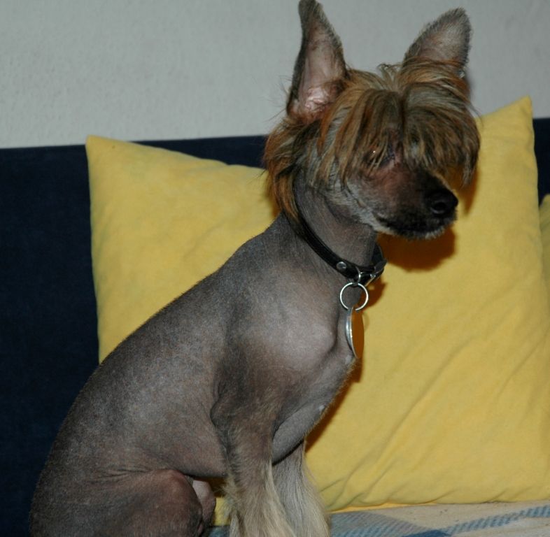 Gaesteer Magicus Mirabilis Gemma