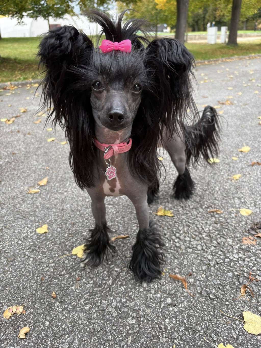 C.I.B.J.Heily Queen Pretty Sweet