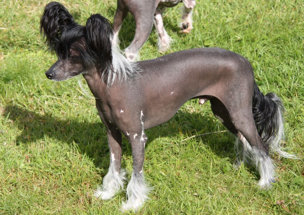 Stormblåstens Wolverine