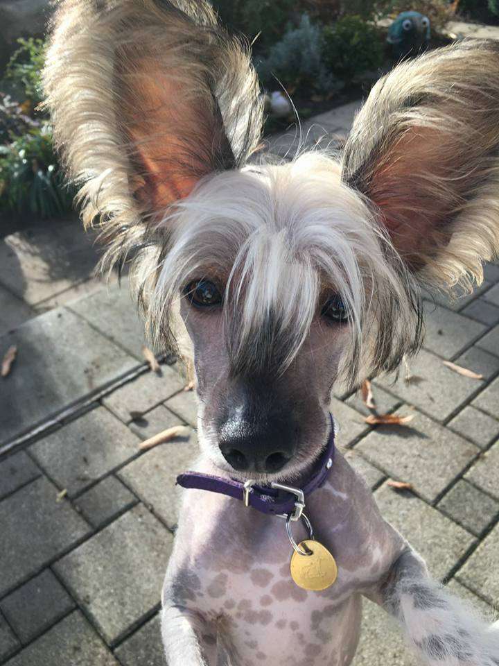 Cute Goblins Milky-Way