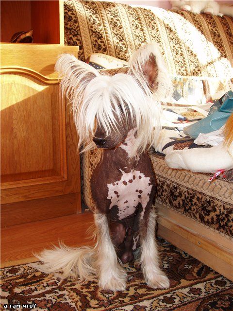 La Votre Belle Richard L'vinnoe Serdtse