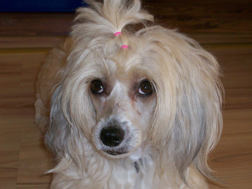 Samba  z   Gangu Lysych