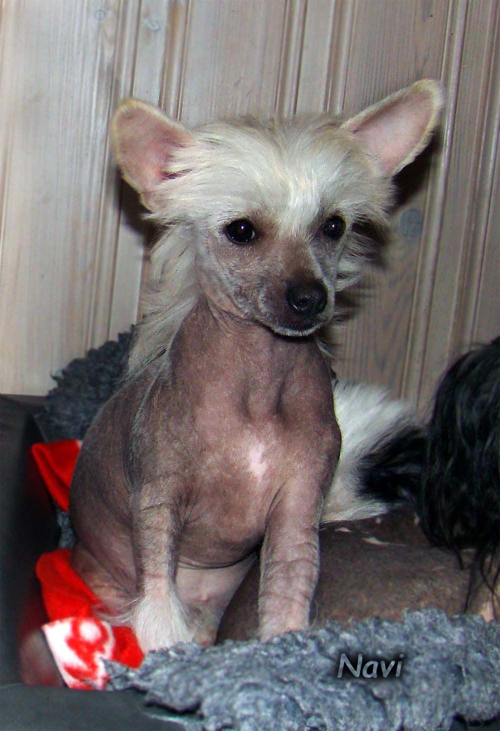 Bellatrix Luckycharm Navi