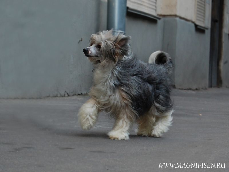 True Magnifisen Koko Shanel