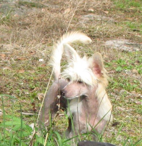 Lohamras Rikky Rock'n Roller