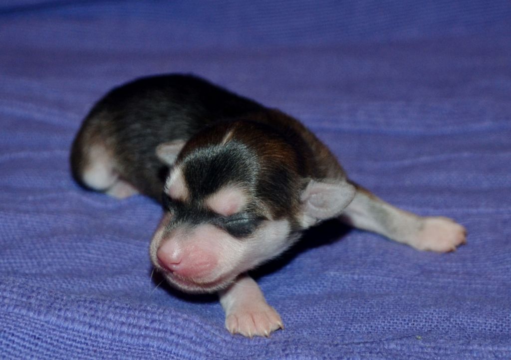 Exotic Paradise Estee