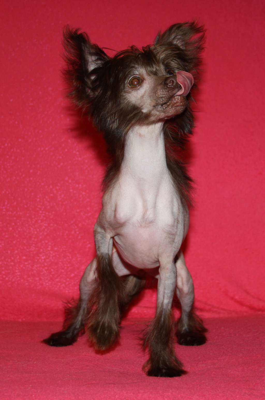 Charuyuschiy Soblazn Fortuna Abonda