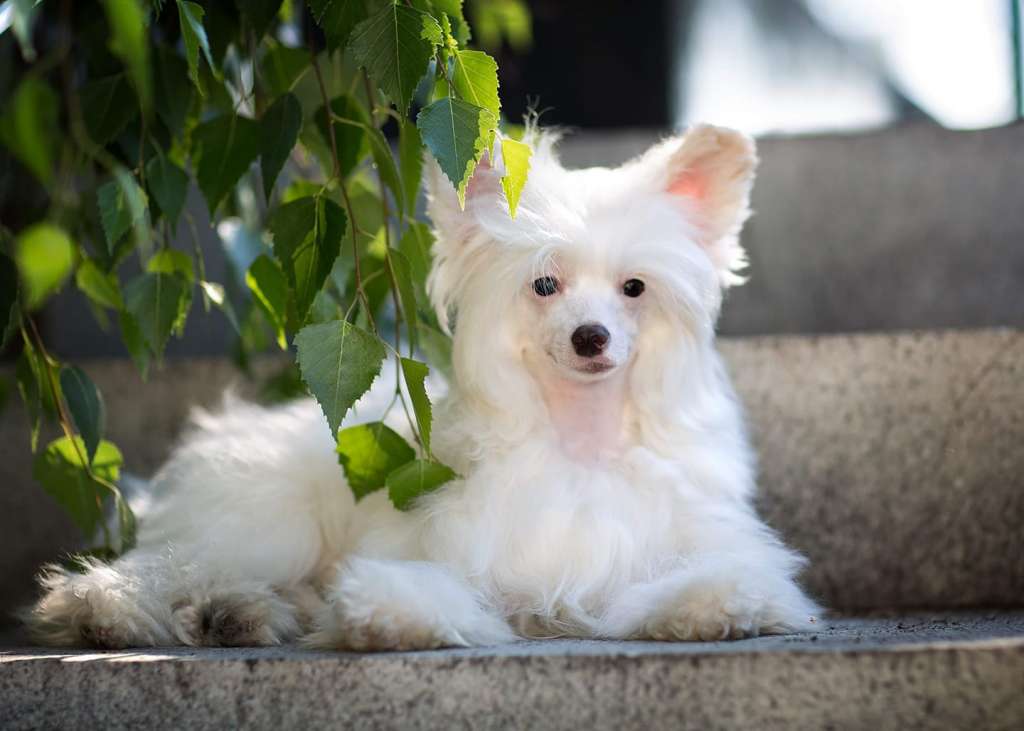 Imperatorskiy Kapriz Impressiya