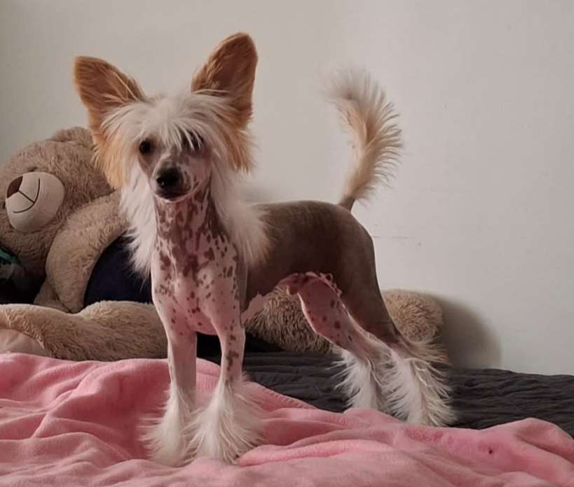 Joyway's From The Shadows