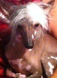 BJ's Priss In Lacy Britches