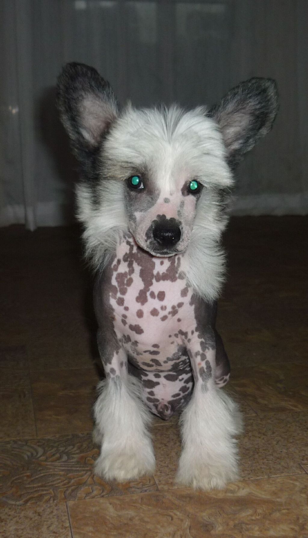 Legion Of Dream  Special Agent