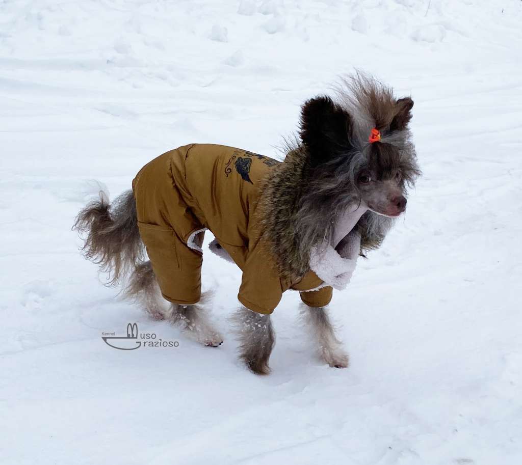 Muso Grazioso Charisma Kari