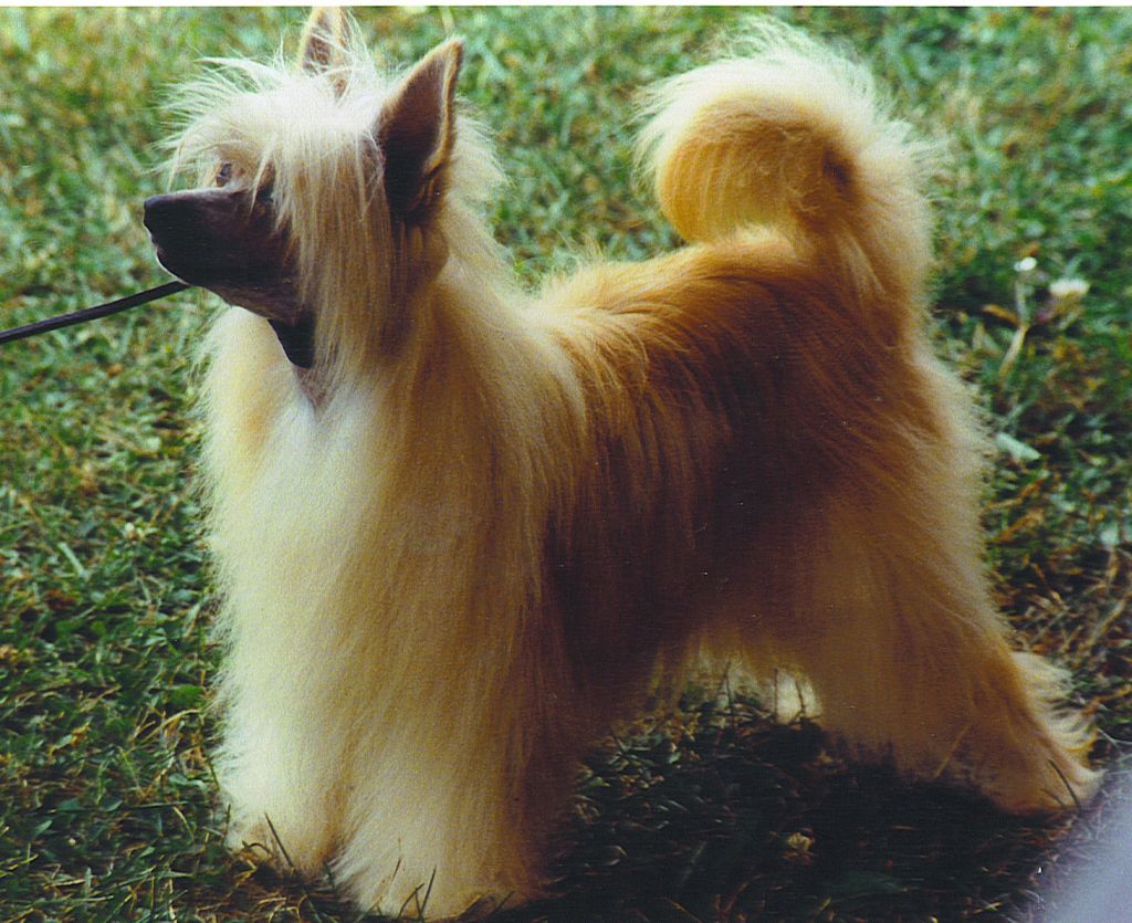 Lamplighter Dress For Success