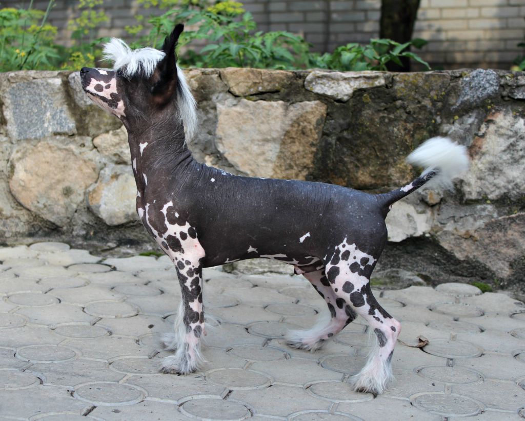 Kotia Elf Miracolo Dell'anima