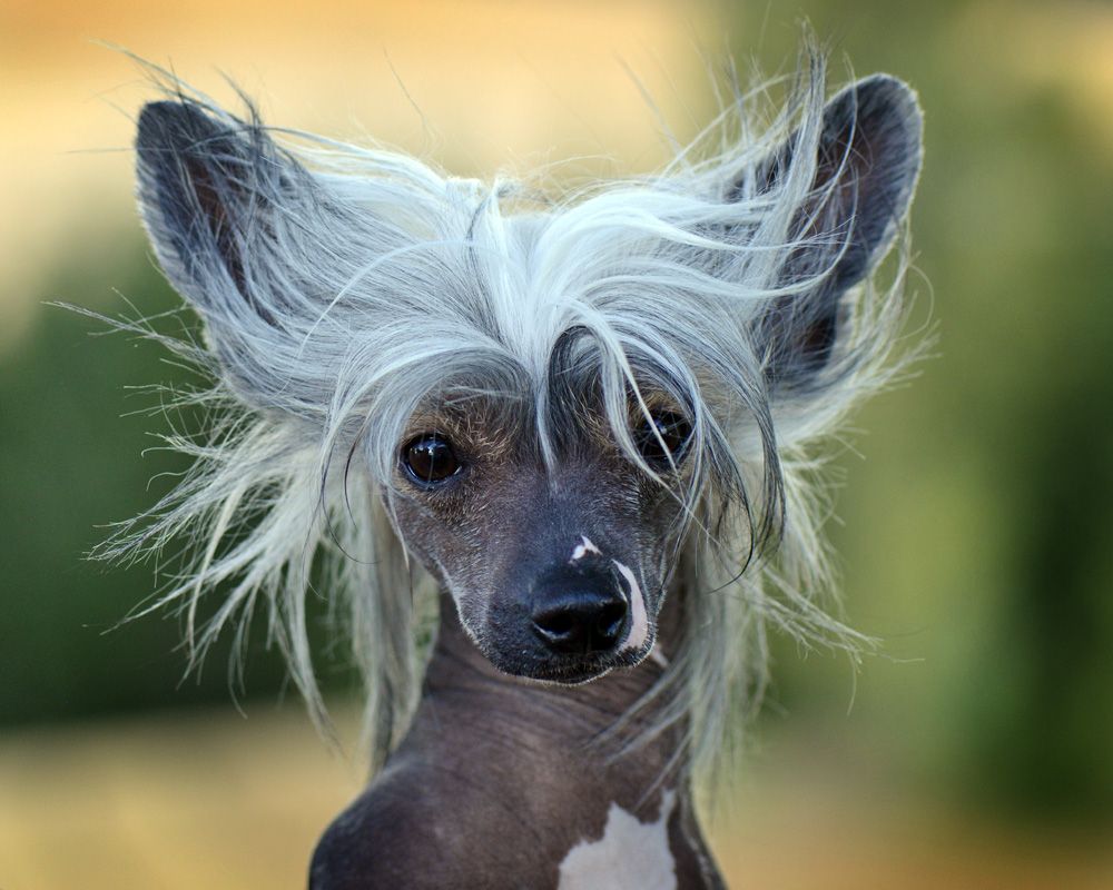 Sunstreaker Fire Tornado