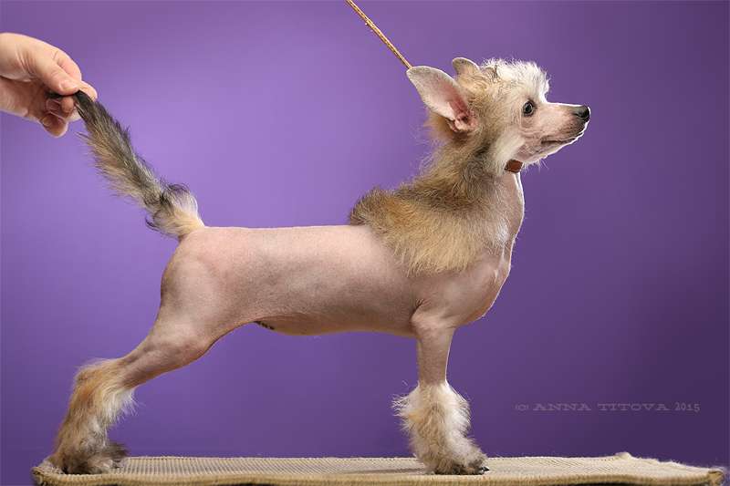 Gidaori Great Future