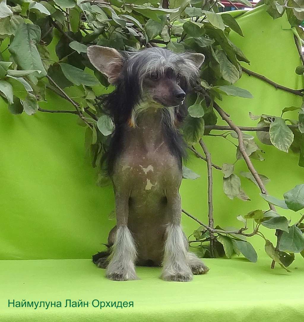 Naimuluna Line Orhideja