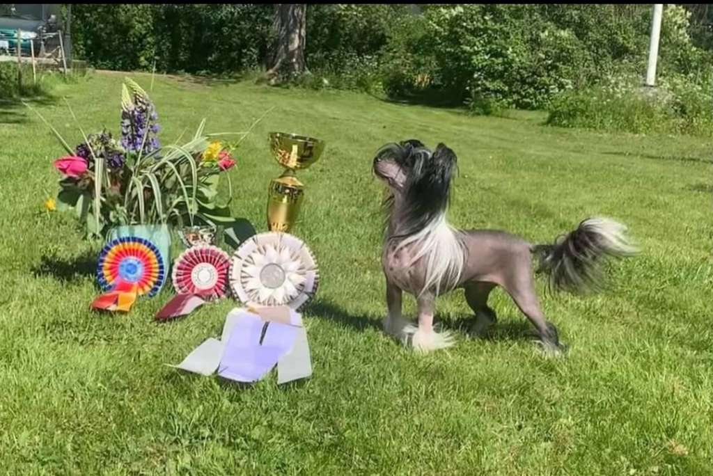 Naked Stars Ghouls Just Wanna Have Fun