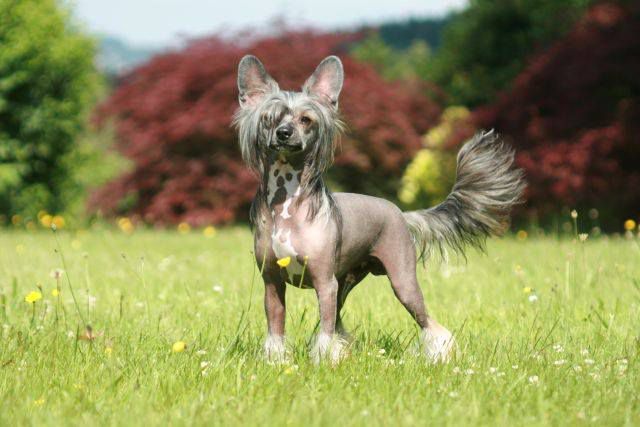 Edcullen's Glade Deacon Frost