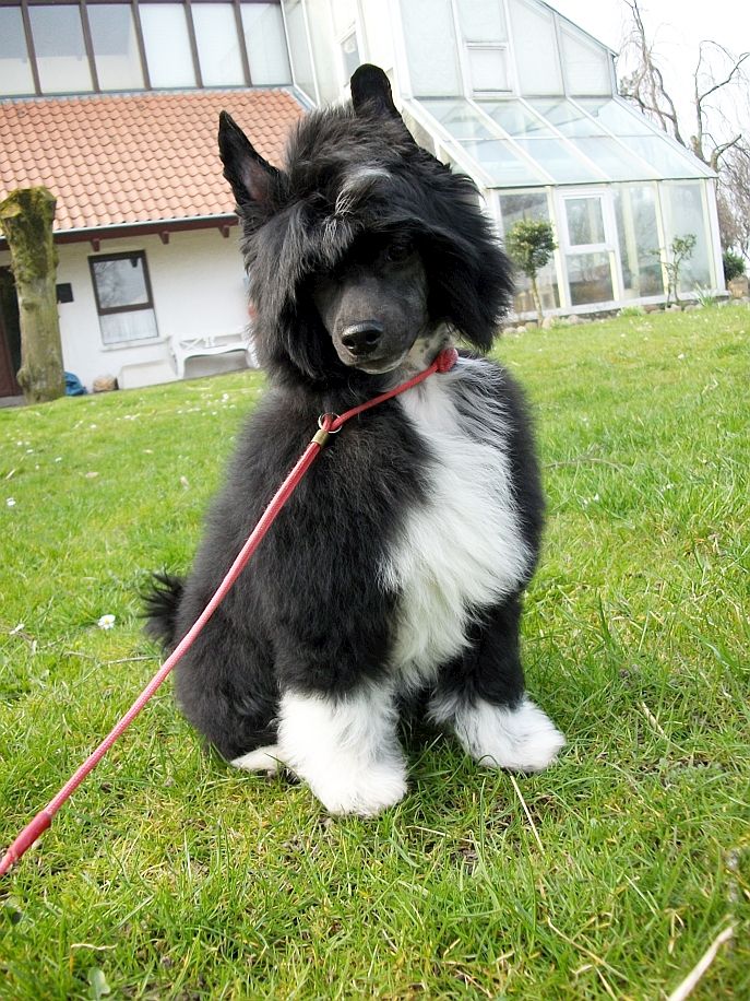 Be My Dog's Knightly Ivanhoe