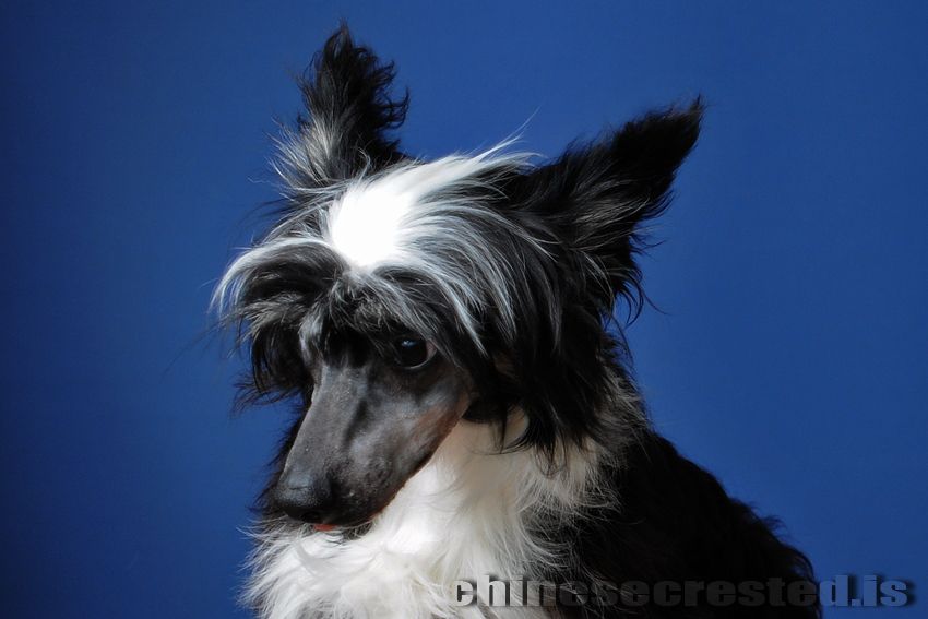 Practical Hero Enormous