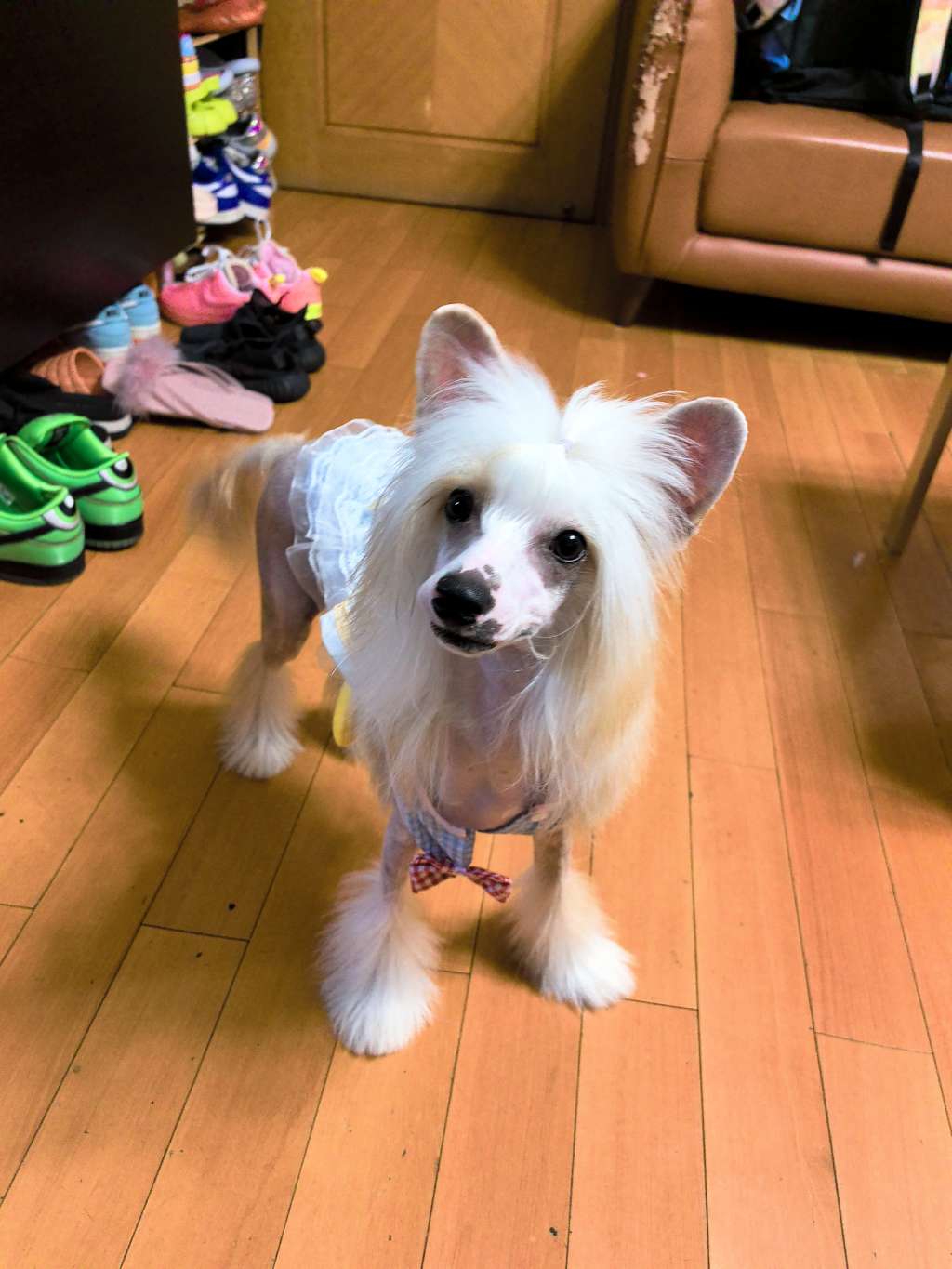 Rosa sinensis of  Lamp